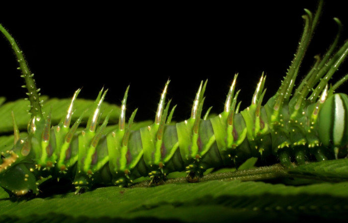 Figura 12. Larva de <i>Ptiloscola</i> dargeiDHJ02 (Saturniidae).  vista lateral (06-SRNP-57689-DHJ417880)