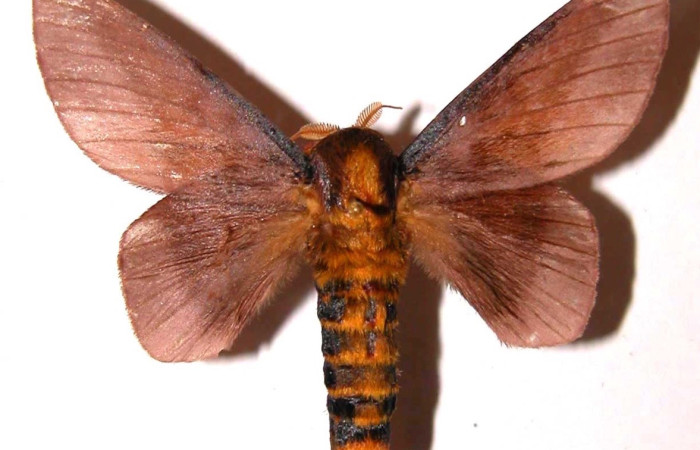 Figura 3. Adulto de <i>Ptiloscola dargei</i> (Saturniidae) (hembra) vista dorsal. (96-SRNP-7440-DHJ36372)
