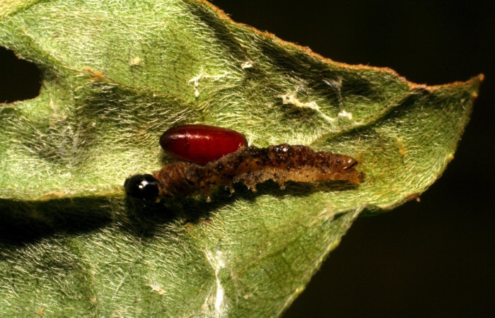 Fig 11. parasito biologico de larva <i>Dichomeris</i> Janzen703, con 10 mm de largo, familia Tachinidae. Planta Lepidaploa tortuosa.  Voucher 07-SRNP-30706-DHJ418732.jpg