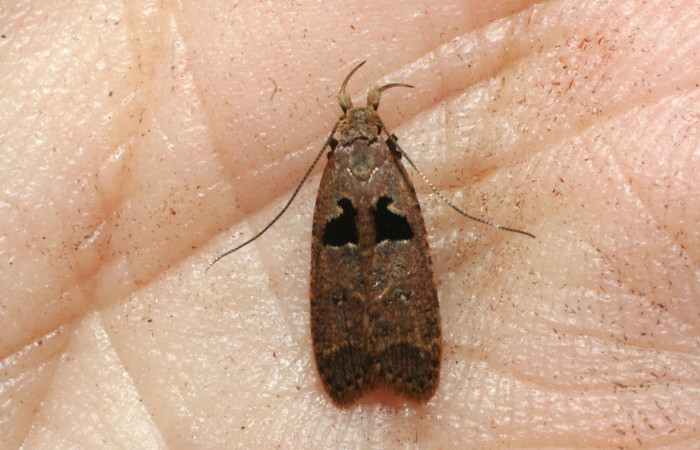 Fig 7. Adulto <i>Dichomeris</i> Janzen703, vista dorsal entero. Familia Gelechiidae. Detalle alas recogidas. Voucher 09-SRNP-2060-DHJ462996.jpg