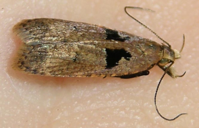 Fig 9. Adulto <i>Dichomeris</i> Janzen703, familia Gelechiidae. Detalle antenas. vista lateral entero. Voucher 09-SRNP-41503-DHJ510265