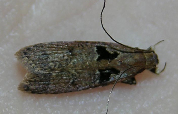 Fig 8. Adulto <i>Dichomeris</i> Janzen703, vista lateral entero. Familia Gelechiidae. Voucher 09-SRNP-41508-DHJ509895