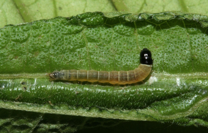Fig. 3. Larva <i>Dichomeris</i> Janzen703, en penúltimo estadio,12 mide largo, Sector Caribe. Planta hospedera Neurolaena lobata. Voucher 09-SRNP-42746-DHJ466641.jpg