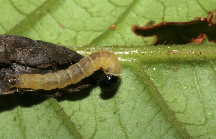Fig 6.  Larva <i>Dichomeris</i> Janzen703, en ultimo estadio,15 mide largo, Sector Caribe. hospedera Elephantopus mollis. Voucher 09-SRNP-42761-DHJ466651.jpg