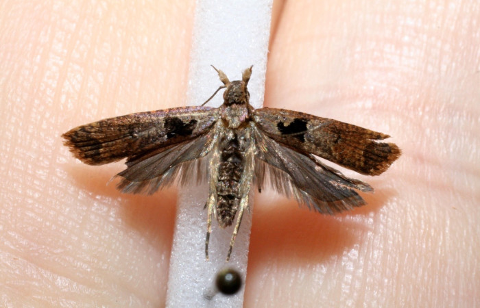 Fig 10. Adulto <i>Dichomeris</i> Janzen703, familia Gelechiidae. Detalle alas abiertas, vista dorsal.Voucher 11-SRNP-42405-DHJ545191.  