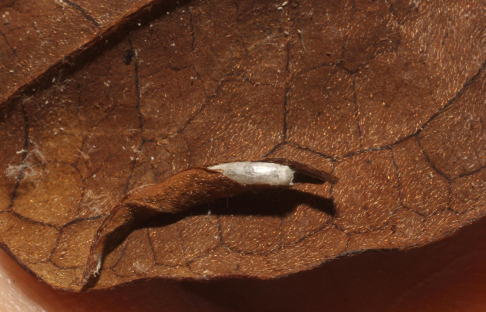 Fig 13. parasito biologico de larva <i>Dichomeris</i> Janzen703, ultimo estadio, familia Br aconidae. Planta Lepidaploa tortuosa.  Voucher 14-SRNP-40704-DHJ804851.jpg