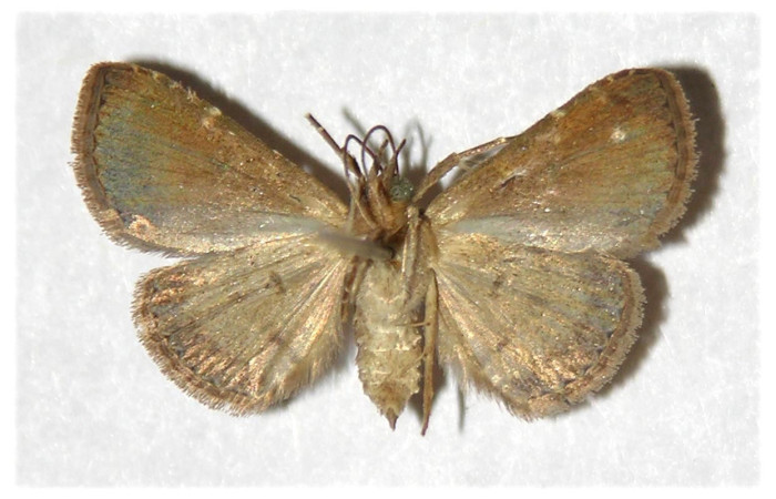 Fig 17. Adulto <i>Dichomeris santarosensis</i>, vista ventral, 20 mmm en alas abiertas   Voucher 82-SRNP-311.1-DHJ320811