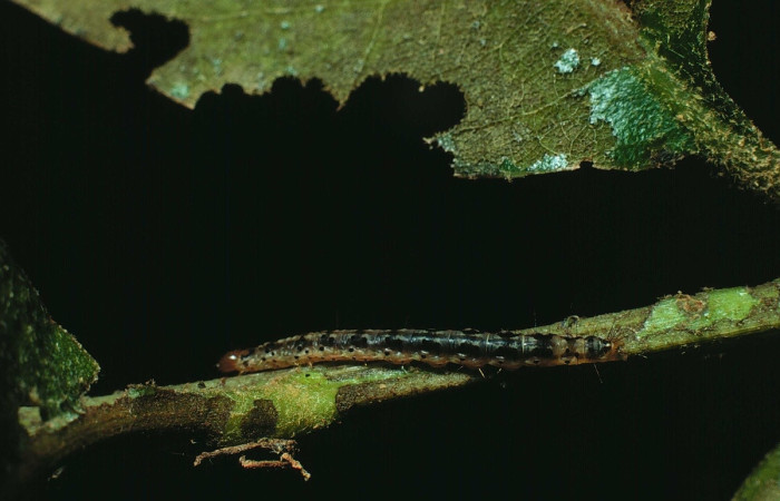 Fig 16. Larva <i>Dichomeris santarosensis</i> lateral entero, ultimo estadio, sitio Santa Rosa.   Voucher 82-SRNP-311.1-DHJ4047.jpg