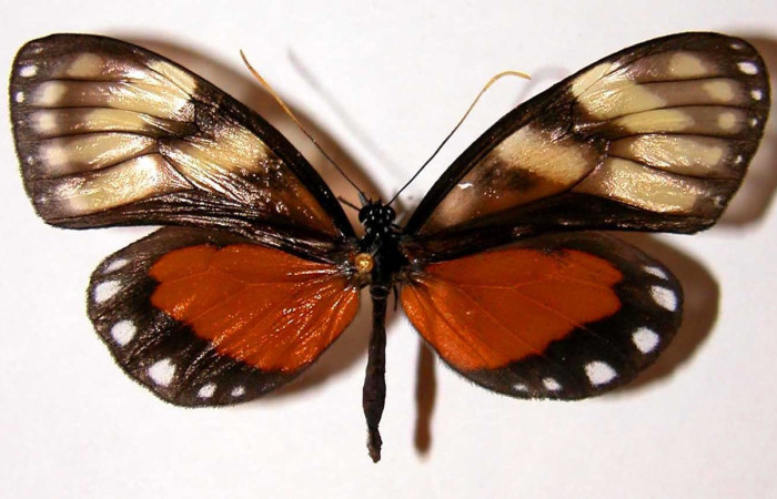 (Fig.01) Adulto de <i>Godyris caesiopicta</i> (Nymphalidae), vista dorsal, 60mm de longitud. Voucher: 01-SRNP-2985-DHJ34134.jpg.
