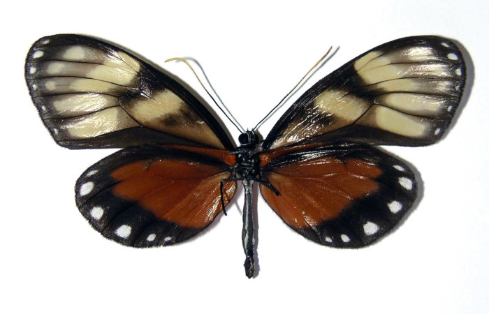 (Fig.02) Adulto de <i>Godyris caesiopicta</i> (Nymphalidae), vista ventral, 60mm de longitud. Voucher: 01-SRNP-2985-DHJ96487.jpg.