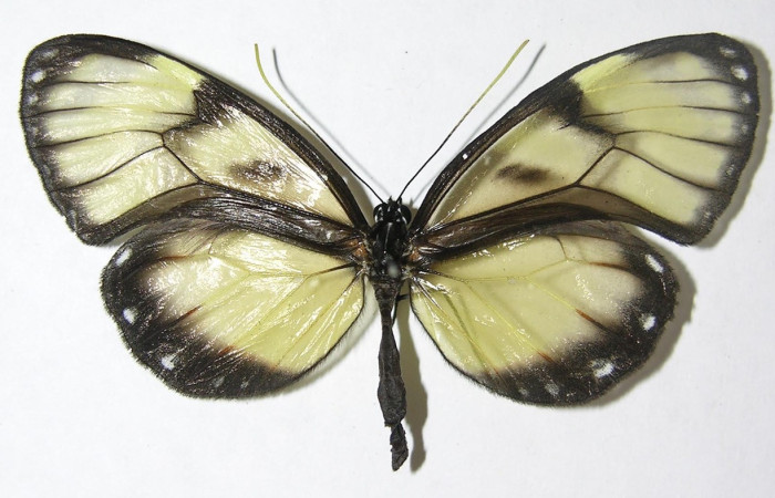 (Fig.03) Adulto de <i>Godyris caesiopicta</i> (Nymphalidae), vista dorsal, 59mm de longitud. Voucher: 09-SRNP-30080-DHJ399738.jpg.