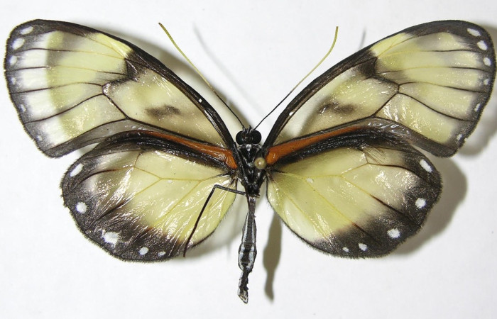 (Fig.04) Adulto de <i>Godyris caesiopicta</i> (Nymphalidae), vista dorsal, 59mm de longitud. Voucher: 09-SRNP-30080-DHJ399739.jpg.