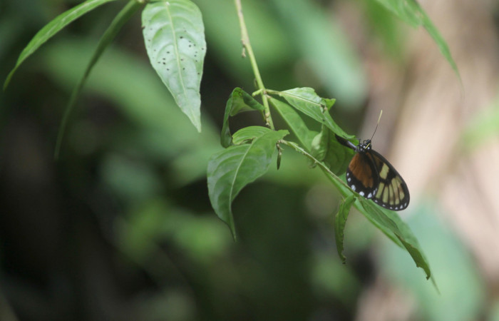 (Fig.06) Hembra de <i>Godyris caesiopicta</i> (Nymphalidae) obvipositando, Estación Pitilla, 05 Julio 2025, fotografía Calixto Moraga. Voucher: 25-SRNP-30700-DHJ789798.jpg