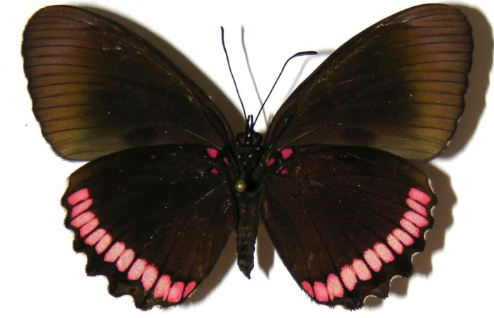 Figura 13. Adulto <i>Biblis</i> aganisaDHJ02 (Hesperiidae), posición vista dorsal. (04-SRNP-26174-DHJ309251).