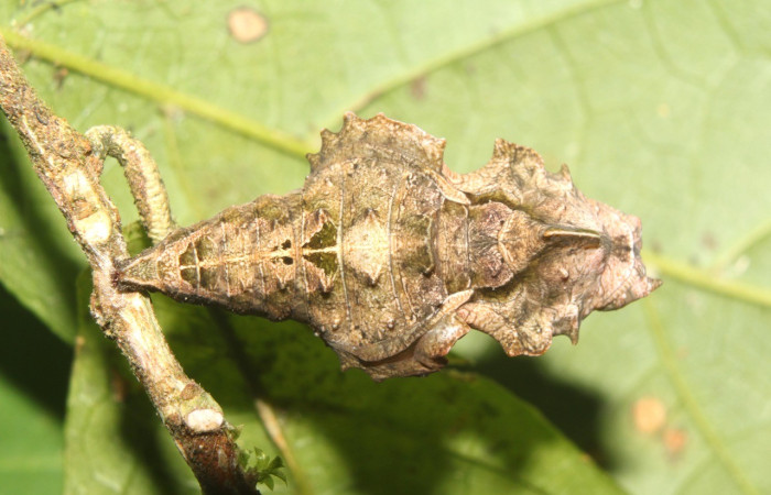 Figura 17. Pupa vista frente <i>Biblis</i> aganisaDHJ02, (Nymphalidae), Sector Pitilla, Sendero Del Oro, Sendero Manguera (elevación 470 metros). Colectada 7 abril 2017. (17-SRNP-70834-DHJ737311.jpg).
