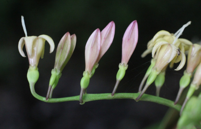 Figura. 10 Botones florales, <i>Chiococca alba</i>, (Rubiaceae). Area de Conservación Guanacaste, Sector Rincón
Rain Forest, Estación Leiva selva. Cafecito (elevación 455 metros), colectada el 20 de Junio
2025. Foto, Jorge Hernández.