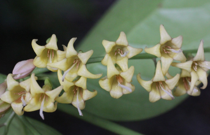 Figura. 11 Flores de frente, <i>Chiococca alba</i>, (Rubiaceae). Area de Conservación Guanacaste, Sector Rincón
Rain Forest, Estación Leiva selva. Cafecito (elevación 455 metros), colectada el 20 de Junio 2025. Foto, Jorge Hernández.