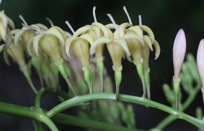 Figura. 12 Flores laterales, <i>Chiococca alba</i>, (Rubiaceae). Area de Conservación Guanacaste, Sector Rincón
Rain Forest, Estación Leiva selva. Cafecito (elevación 455 metros), colectada el 20 de Junio. Foto, Jorge Hernández.