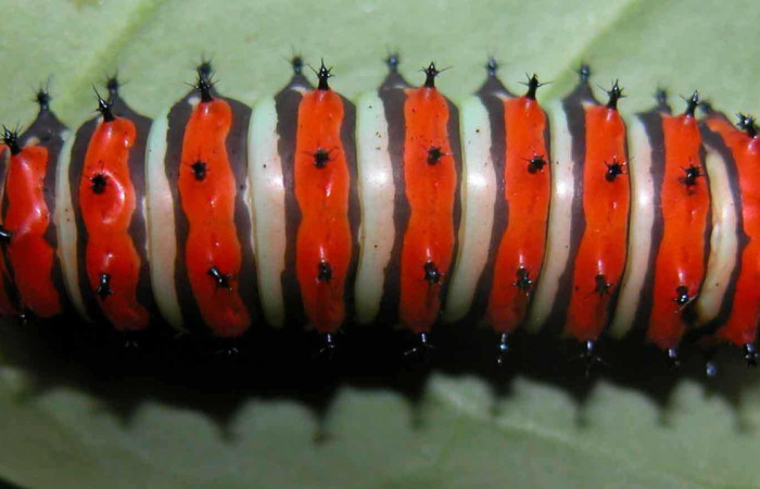 Figura. 13 Larva <i>Rothschildia erycina</i>, (Saturniidae), posición dorsal entero
alimentándose en <i>Chiococca alba</i>, (Rubiaceae). (03-SRNP-20041-DHJ90000.jpg).