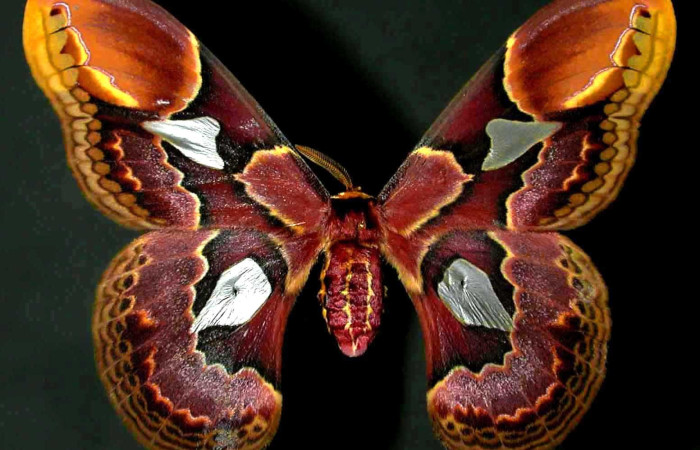 Figura. 14 Adulto <i>Rothschildia erycina</i>, (Saturniidae), posición vista dorsal
entero. (00-SRNP-10979.37-DHJ31321).