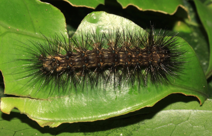 Figura. 15 Larva <i>Melese monima</i>, (Erebidae), posición dorsal entero
alimentándose en <i>Chiococca alba</i>, (Rubiaceae). (15-SRNP-30891-DHJ721969.jpg).