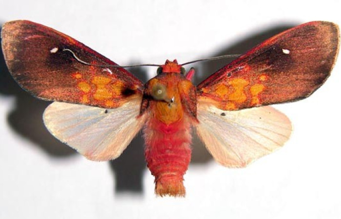 Figura. 16 Adulto <i>Melese monima</i>, (Erebidae), posición vista dorsal
entero. (00-SRNP-11966-DHJ93284).