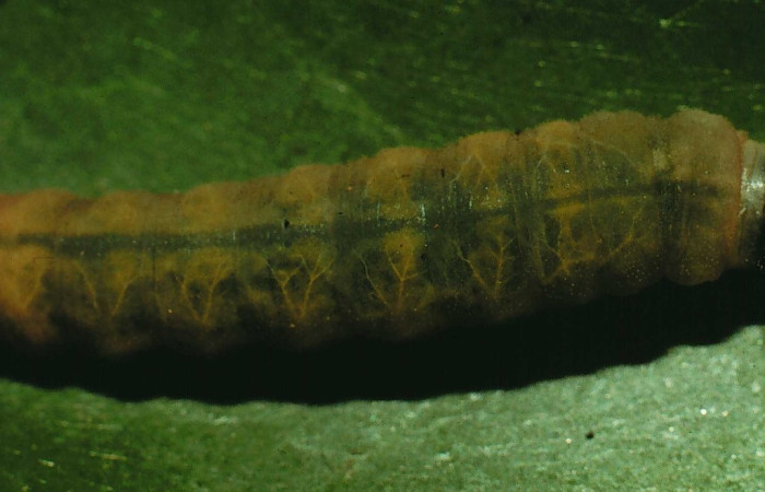 Figura. 17 Larva <i>Polyctor enops</i>, (Hesperiidae), posición dorsal entero
alimentándose en <i>Chiococca alba</i>, (Rubiaceae). (94-SRNP-8500-DHJ26233.jpg).