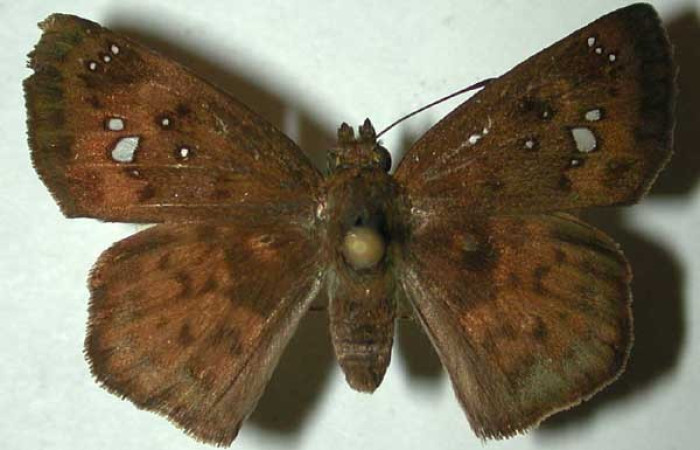 Figura. 18 Adulto <i>Polyctor enops</i>, (Hesperiidae), posición vista dorsal
entero. (94-SRNP-8497-DHJ31982).