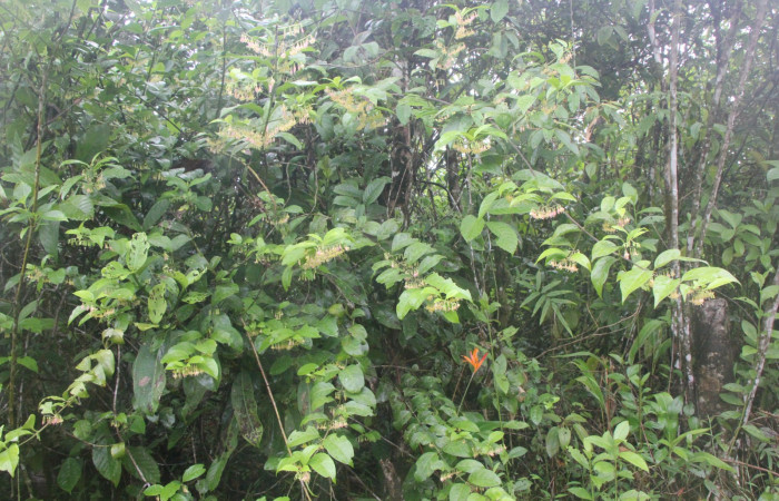 Figura. 1 Habitad, <i>Chiococca alba</i>, (Rubiaceae). Area de Conservación Guanacaste, Sector Rincón
Rain Forest, Estación Leiva selva. Cafecito (elevación 455 metros), colectada el 20 de Junio
2025. Foto, Jorge Hernández.