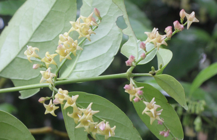Figura. 3 Posición hojas y flores, <i>Chiococca alba</i>, (Rubiaceae). Area de Conservación Guanacaste, Sector Rincón
Rain Forest, Estación Leiva selva. Cafecito (elevación 455 metros), colectada el 20 de Junio
2025. Foto, Jorge Hernández.