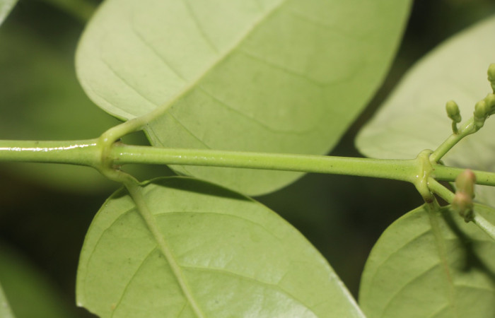Figura. 4 Posición de hojas, <i>Chiococca alba</i>, (Rubiaceae). Area de Conservación Guanacaste, Sector Rincón
Rain Forest, Estación Leiva selva. Cafecito (elevación 455 metros), colectada el 20 de Junio
2025. Foto, Jorge Hernández.