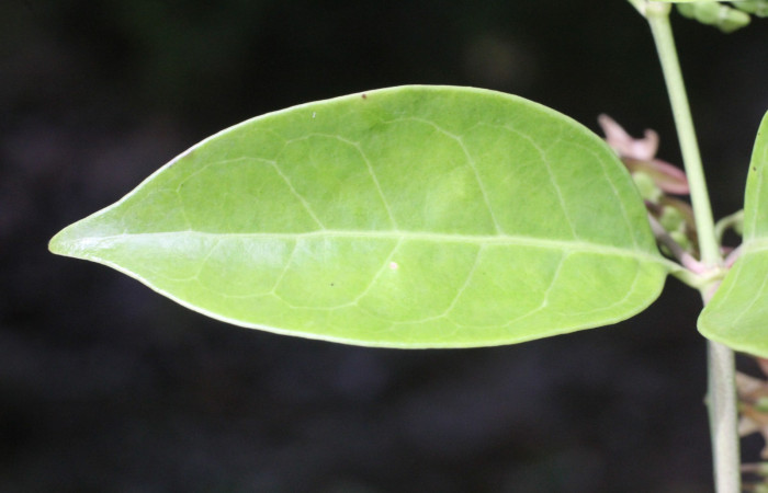 Figura. 5 Haz, <i>Chiococca alba</i>, (Rubiaceae). Area de Conservación Guanacaste, Sector Rincón
Rain Forest, Estación Leiva selva. Cafecito (elevación 455 metros), colectada el 20 de Junio
2025. Foto, Jorge Hernández.