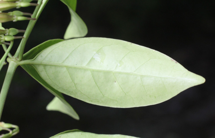 Figura. 6 envés, <i>Chiococca alba</i>, (Rubiaceae). Area de Conservación Guanacaste, Sector Rincón
Rain Forest, Estación Leiva selva. Cafecito (elevación 455 metros), colectada el 20 de Junio
2025. Foto, Jorge Hernández.