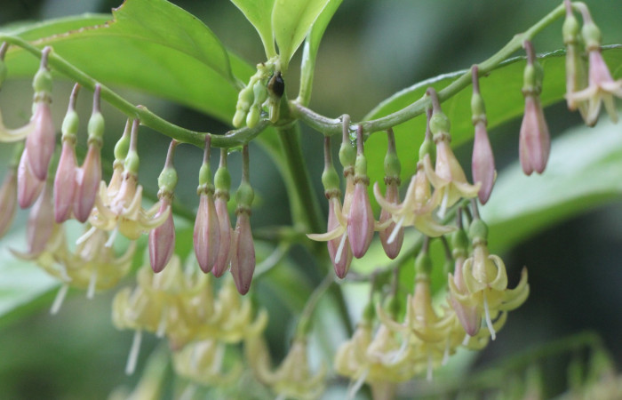 Figura. 7 inflorescencia, <i>Chiococca alba</i>, (Rubiaceae). Area de Conservación Guanacaste, Sector Rincón
Rain Forest, Estación Leiva selva. Cafecito (elevación 455 metros), colectada el 20 de Junio 2025. Foto, Jorge Hernández.