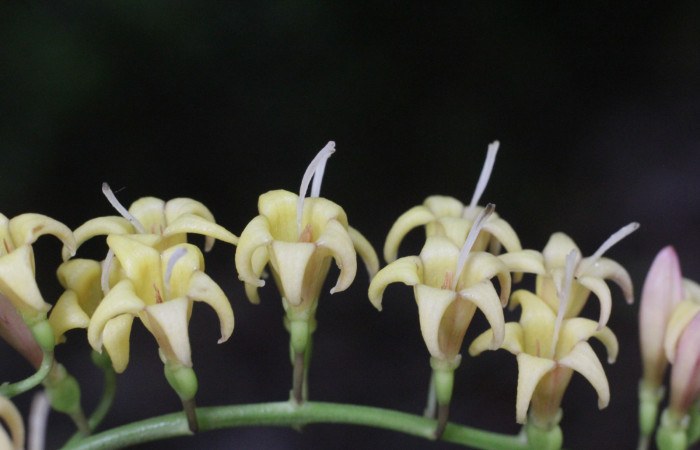 Figura. 8 Flores laterales, <i>Chiococca alba</i>, (Rubiaceae). Area de Conservación Guanacaste, Sector Rincón
Rain Forest, Estación Leiva selva. Cafecito (elevación 455 metros), colectada el 20 de Junio
2025. Foto, Jorge Hernández.