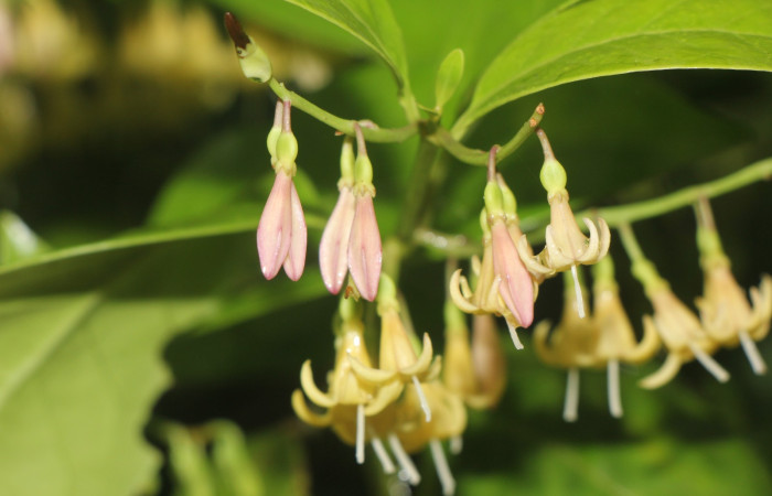 Figura. 9 Botones florales, <i>Chiococca alba</i>, (Rubiaceae). Area de Conservación Guanacaste, Sector Rincón
Rain Forest, Estación Leiva selva. Cafecito (elevación 455 metros), colectada el 20 de Junio
2025. Foto, Jorge Hernández.
