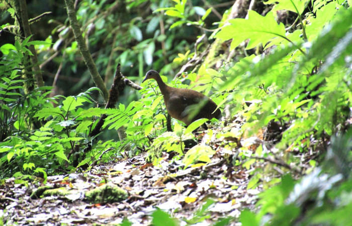 Fig. 1 Highland Tinamou <i>Nothocercus bonapartei</i> (Tinamidae) Sendero Derrumbe Estación Biológica Cacao 1200m. 16 de julio 2025 Fotografía. Roster Moraga