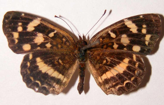 Figura 8. Adulto <i>Anthanassa tulcis</i> (Nymphalidae), hembra posición ventral. Área de Conservación Guanacaste, Sector Santa Rosa. 02-SRNP-32248-DHJ34774.