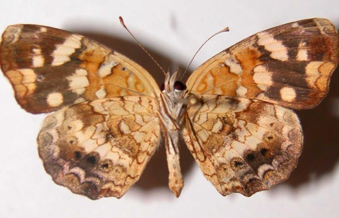 Figura 9. Adulto <i>Anthanassa tulcis</i> (Nymphalidae), hembra posición dorsal. Área de Conservación Guanacaste, Sector Santa Rosa. 02-SRNP-32248-DHJ34775