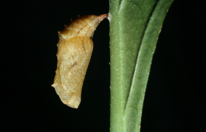 Figura 7. Pupa de <i>Anthanassa tulcis</i> (Nymphalidae), en la hoja de <i>Justicia carthagenensis</i> (Acanthaceae), vista lateral. Voucher: 09-SRNP-15100-DHJ463782.jpg.