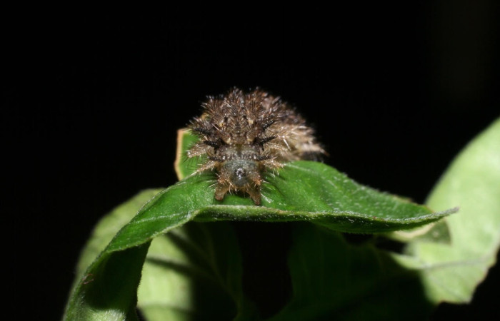 Figura 5. Larva de <i>Anthanassa tulcis</i> (Nymphalidae), en último estadío, en la hoja de <i>Justicia carthagenensis</i> (Acanthaceae). vista cola. Voucher: 09-SRNP-57040-DHJ460499.jpg.
