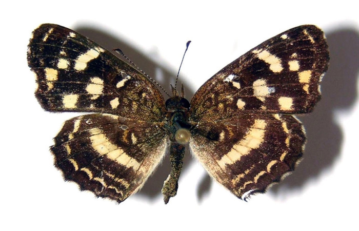 Figura 13. Adulto macho <i>Anthanassa frisia</i> (Nymphalidae), posición dorsal. Área de Conservación Guanacaste, Sector Santa Rosa. 94-SRNP-9965.1-DHJ98696.