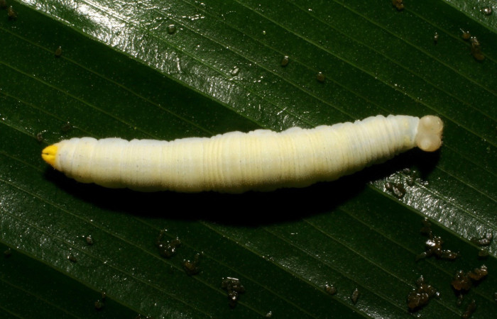  Larva en posición dorsal de <i>Megeuptychia antonoe</i> (Nymphalidae), PU estadio. Sector San Cristóbal, Sendero Huerta. Voucher 05-SRNP-4824-DHJ403166.jpg.