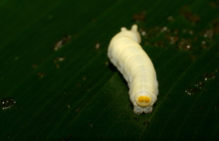  Cola en posición Frontal de <i>Megeuptychia antonoe</i> (Nymphalidae), PU estadio. Sector San Cristóbal, Sendero Huerta. Voucher 05-SRNP-4824-DHJ403168.jpg.