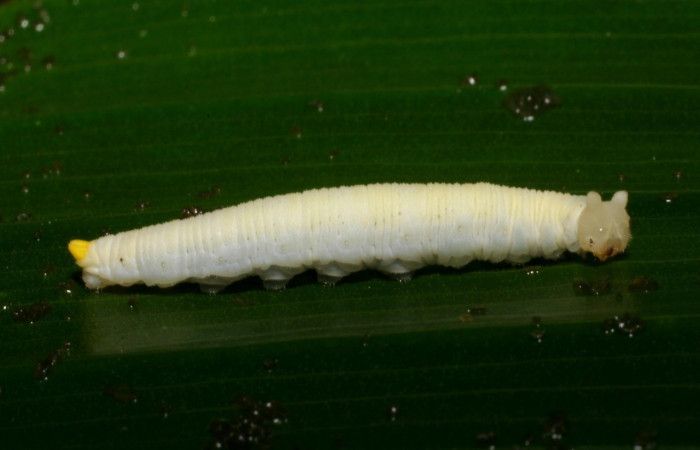  Larva en posición lateral de <i>Megeuptychia antonoe</i> (Nymphalidae), PU estadio. Sector San Cristóbal, Sendero Huerta. Voucher 05-SRNP-4824-DHJ403165.jpg.