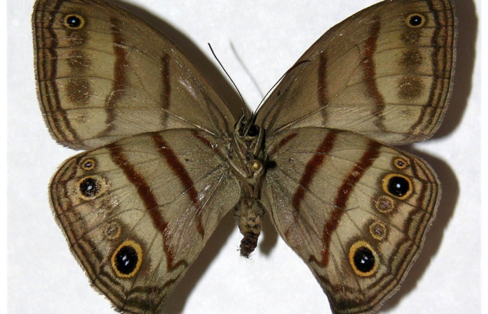  Adulto en posición ventral de <i>Megeuptychia antonoe</i> (Nymphalidae). Sector San Cristóbal, Sendero Huerta. Voucher 05-SRNP-4890-DHJ319059.