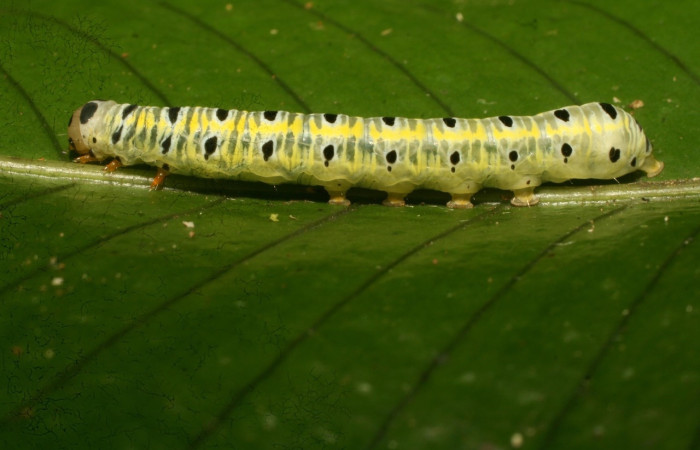 Fig. 3 Larva <i>Argyrosticta eubotes</i> (Noctuidae), vista dorsal mide 33mm. Ojochal, Sector Santa Rosa, 10-SRNP-30387-DHJ467439.jpg