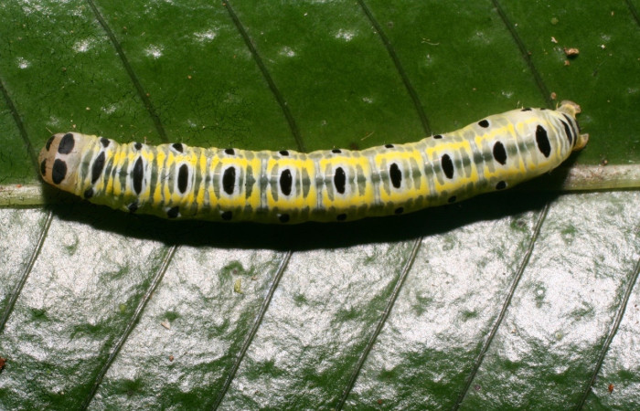 Fig. 4 Larva <i>Argyrosticta eubotes</i> (Noctuidae), vista dorsal mide 33mm. Ojochal, Sector Santa Rosa, 10-SRNP-30387-DHJ467440.jpg.
