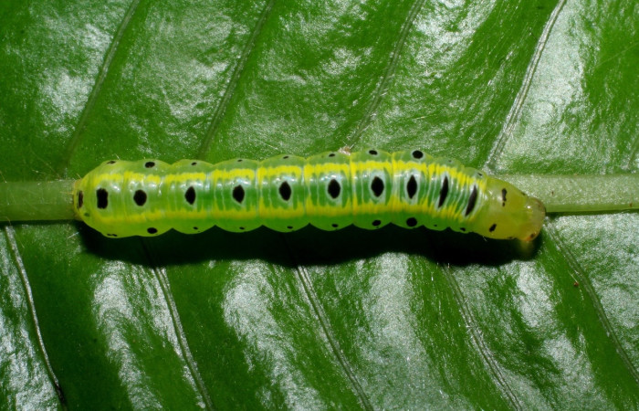 Fig. 5 Larva <i>Argyrosticta eubotes</i> (Noctuidae), vista dorsal mide 31mm. Ojochal, Sector Santa Rosa, 08-SRNP-5979-DHJ444958.jpg