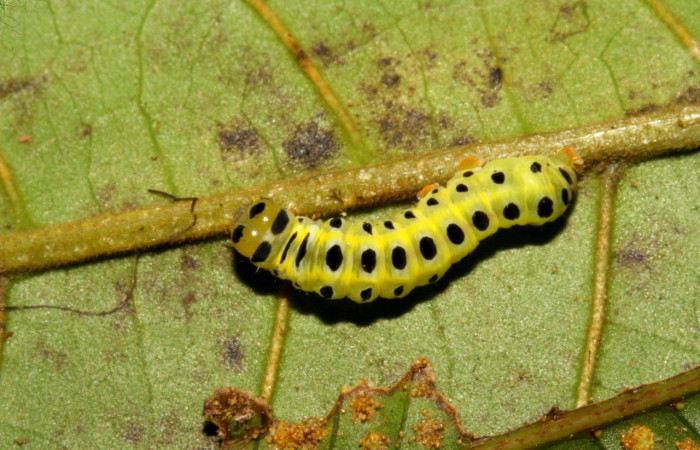 Fig. 7 Larva [I]Argyrosticta bellinita</i> (Noctuidae), vista dorsal mide 20mm. Ojochal, Sector Santa Rosa, 08-SRNP-5809-DHJ444816.jpg